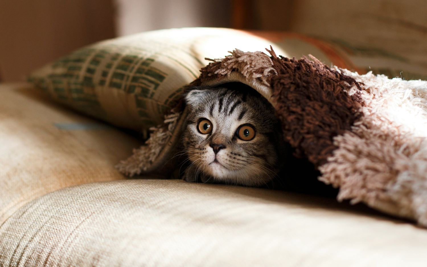 Pet Care